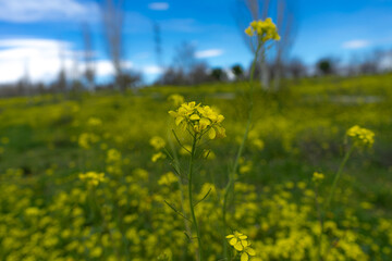Brassica nigra: Nature at its best