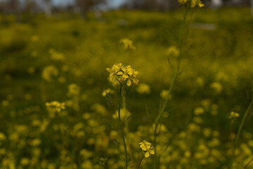 Brassica nigra: Nature at its best