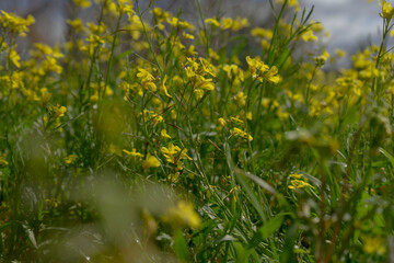 Brassica nigra: Nature at its best