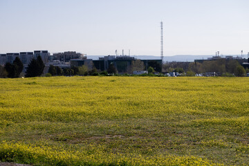 Brassica nigra: Nature at its best
