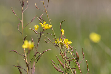 Brassica nigra: Nature at its best