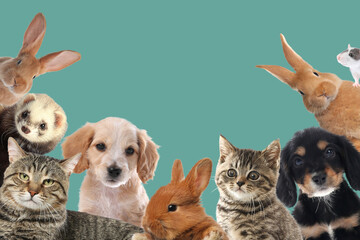 Rabbits and other animals looking at camera on turquoise background