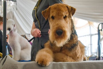 A red dog of the Airedale Terrier breed lies on the groomer's table, waiting for the decision of the jury of the grooming competition. Behind is a white Belington Terrier.
