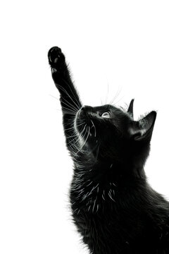 A black cat is reaching up with its paw, showing only the head and paws. The image has a cute,