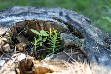 New green sprouts growing from a gray tree stump in a forest.