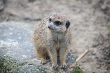 Fototapeta premium Sitting meerkat