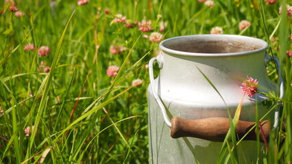 Obraz premium Close up Aluminum can with water near grass hay in field blooming clover. Vintage milk can metal barrel. Green organic fertilizers for vegetables, beds. Hay stick biological fertilizing of root system