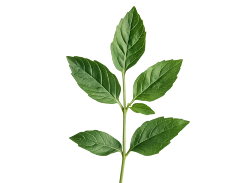 Fresh green leaves symbolize nature and growth on a transparent background, cut out