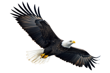 isolated cut out eagle flying on transparent background