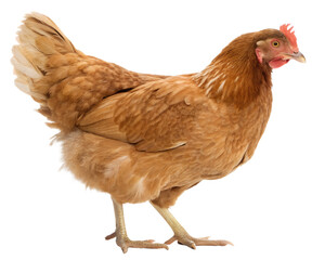 A graceful light brown hen standing proudly against a pure white background, showcasing its soft feathers and delicate features. AI Generative