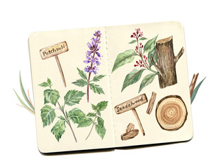 Watercolor botanical illustration of Patchouli and Sandalwood; collage with the sketchbook