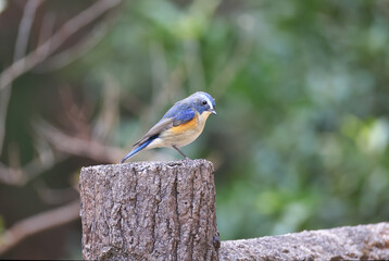 Red-flanked Bluetail taking a break on the migration to the high mountains of the breeding ground