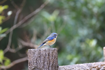 Red-flanked Bluetail taking a break on the migration to the high mountains of the breeding ground