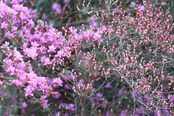 Obraz premium The red-purple flowers of azalea decorate the early spring forest