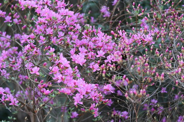 Fototapeta premium The red-purple flowers of azalea decorate the early spring forest