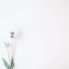 White Dandelion on White Background