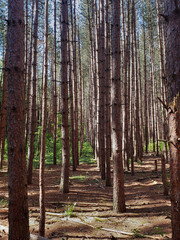 Obraz premium A woods of tall pine trees planted in rows.