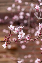 Close up of a cherry blossom branch with pink and white flowers