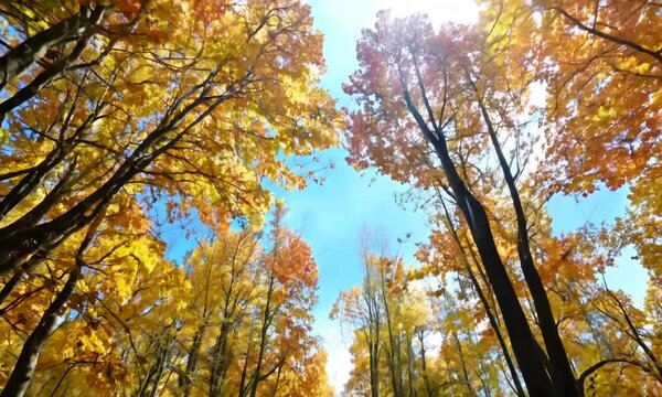 Expansive Forest Canopy with Vibrant Autumn Colors in Fall