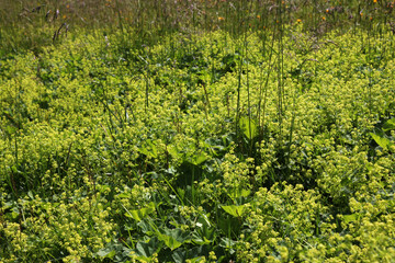 Blooming Lady's mantle plant population ( Alchemilla cf. glabra ) with green leaves in the Austrian Alps