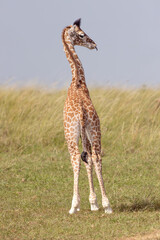 Giraffe Sticking out Tongue