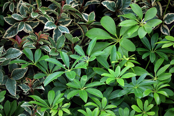 Background photo of Schefflera leaves close up