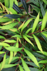 Background photo of close-up of Mahonia confusa leaves