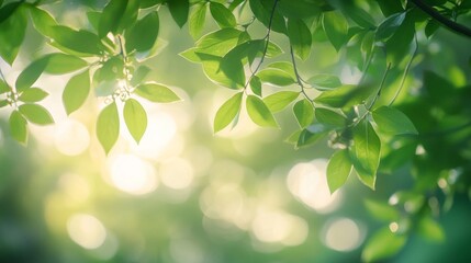 Obraz premium Sunlit Green Leaves And Branches
