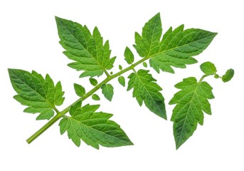 Fototapeta premium A close up of a vibrant green tomato plant stem with multiple leaves against a white background space