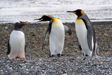 Fototapeta premium Pingouins, Manchots, Ile Martillo, Ushuïa, Argentine, Amérique du Sud