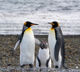 Pingouins, Manchots, Ile Martillo, Ushuïa, Argentine, Amérique du Sud