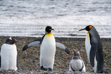 Obraz premium Pingouins, Manchots, Ile Martillo, Ushuïa, Argentine, Amérique du Sud