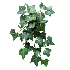 Healthy English Ivy Plant with Dark Green Folia Isolated on Transparent Background