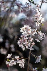 鎌倉2503　安国論寺30　桜
