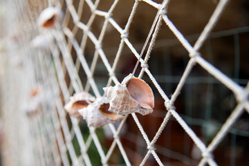 Hanging rapan on a background of fishing net - decoration in a fishing village. Selective focus.