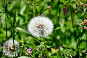 Pusteblume