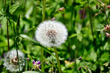 Pusteblume