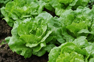 Vibrant green lettuce thrives in rich soil, promising a healthy and pesticide free harvest
