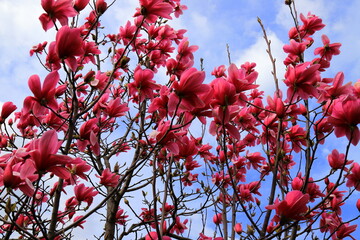 Beautiful magnolia tree blossoms in spring time. Chinese red magnolia flower. Romantic floral background. © rospoint
