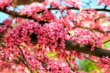 Obraz premium Redbud, Cercis, Judas tree, Cercis carob, Common redbud with pin