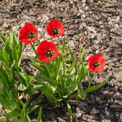 Red tulip flowes in spring season on ground with bark mulch