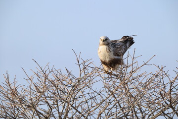 The rough-legged buzzard (Europe) or rough-legged hawk (North America) (Buteo lagopus menzbieri) in Hokkaido, Japan.