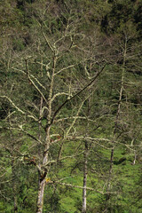 Branches of a tropical tree that form textures giving a sense of pure nature and greenery in the mountains of Colombia.
