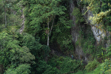 walker in the middle of the jungle. Its size is in proportion to that of a large tree in a green Andean cloud forest setting.