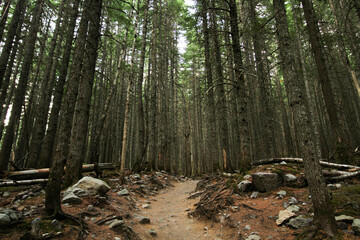photo of beautiful trail through the forest in Glacier National Park MT