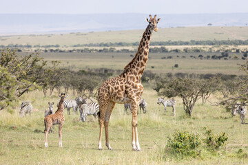 Giraffe Calf and Mother Nar Zebras
