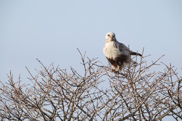 The rough-legged buzzard (Europe) or rough-legged hawk (North America) (Buteo lagopus menzbieri) in Hokkaido, Japan.