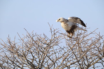 The rough-legged buzzard (Europe) or rough-legged hawk (North America) (Buteo lagopus menzbieri) in Hokkaido, Japan.