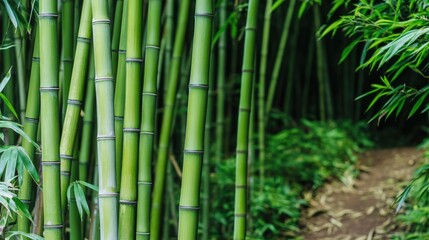 Lush green bamboo forest path. Tranquil nature scene with vibrant stalks and foliage, perfect for serene backgrounds or nature themes.