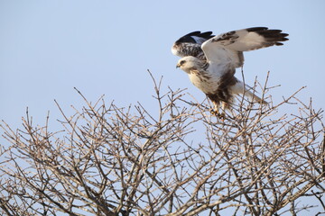 The rough-legged buzzard (Europe) or rough-legged hawk (North America) (Buteo lagopus menzbieri) in Hokkaido, Japan.